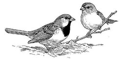 House sparrows